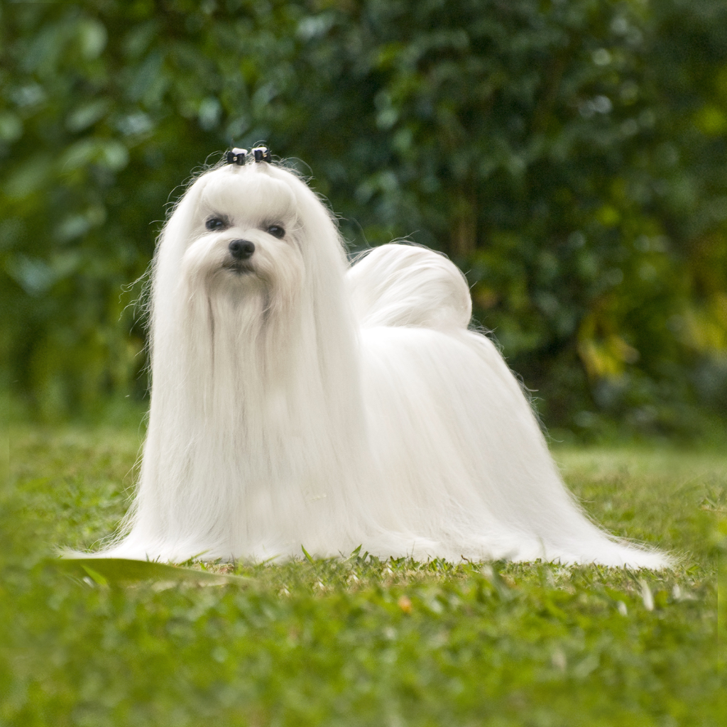 Бобтейл терьер