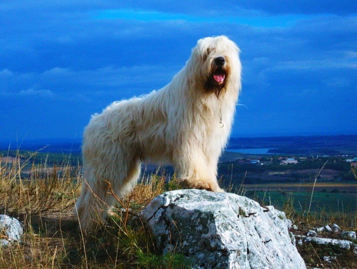 Вест Хандлер терьер