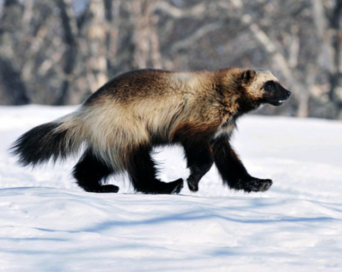 Росомаха (Gulo Gulo)