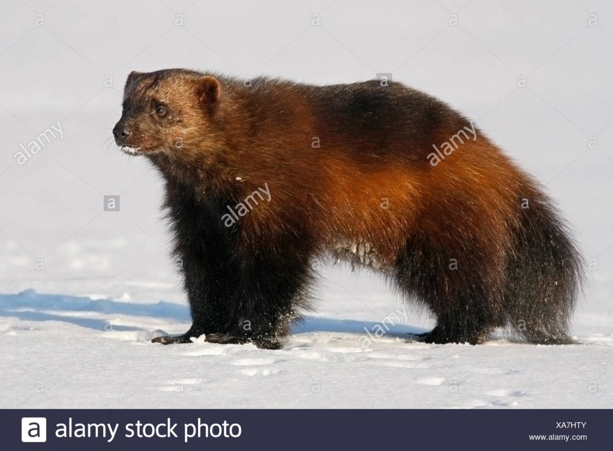 Росомаха в Северной тайге