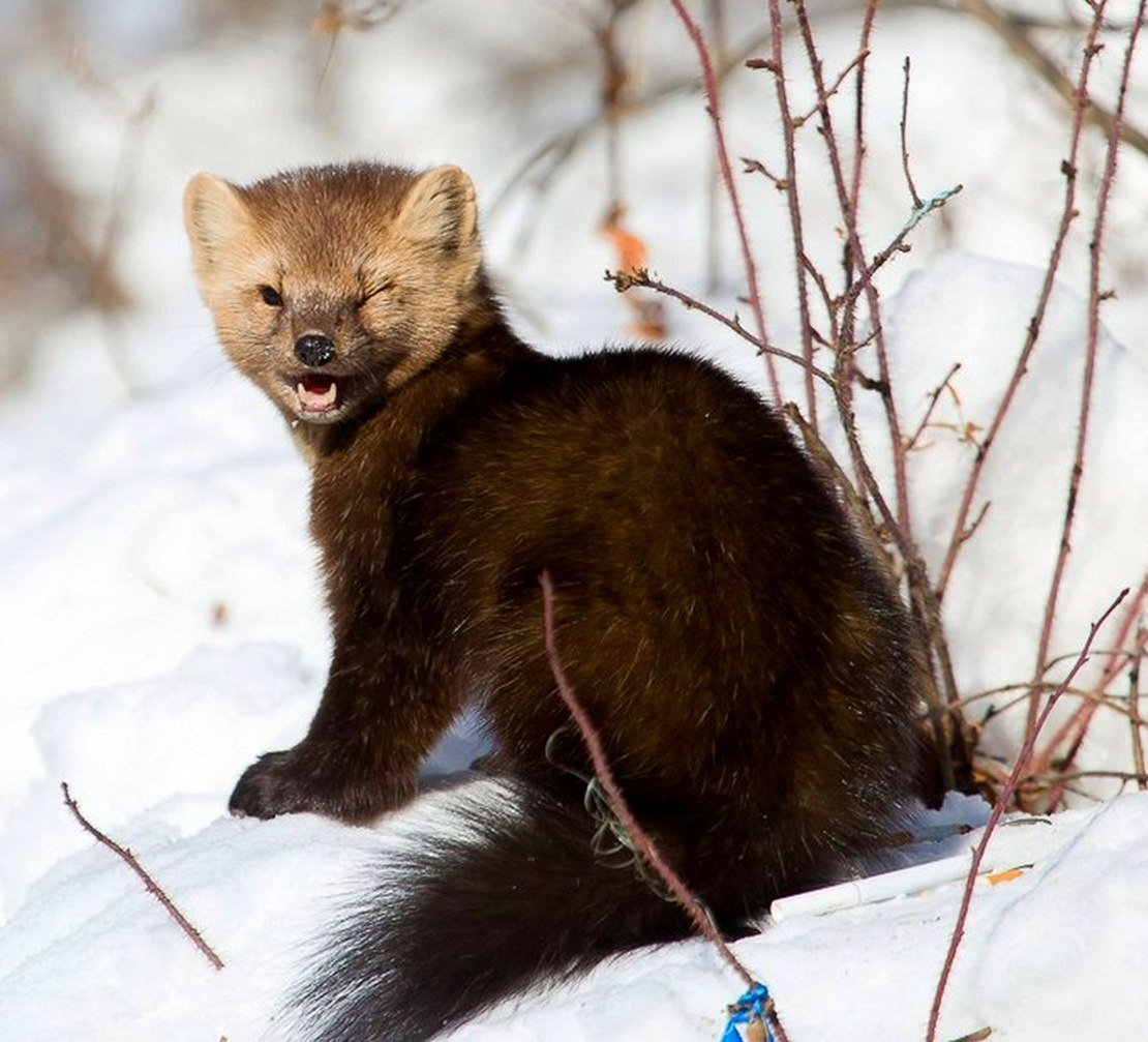 Картинки Росомахи животного