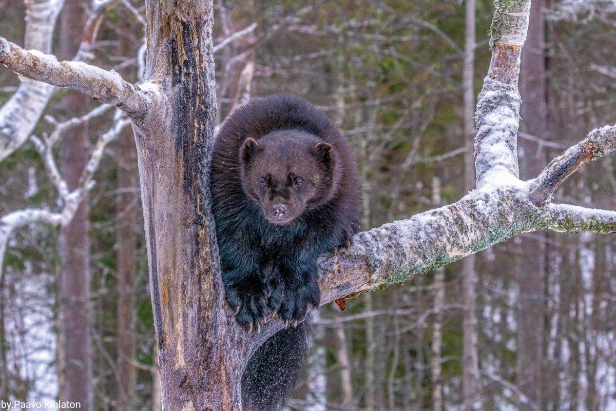 Росомаха в снегу