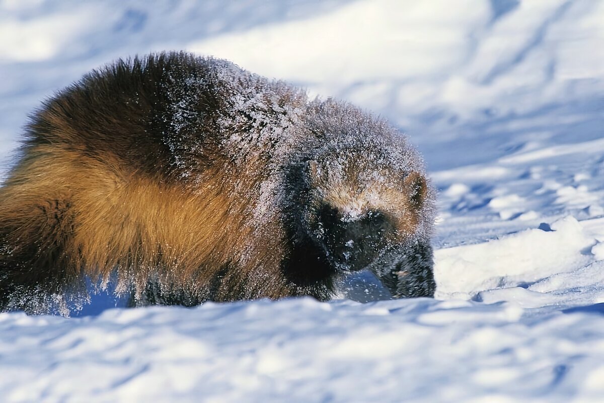 Росомаха в Мурманской области