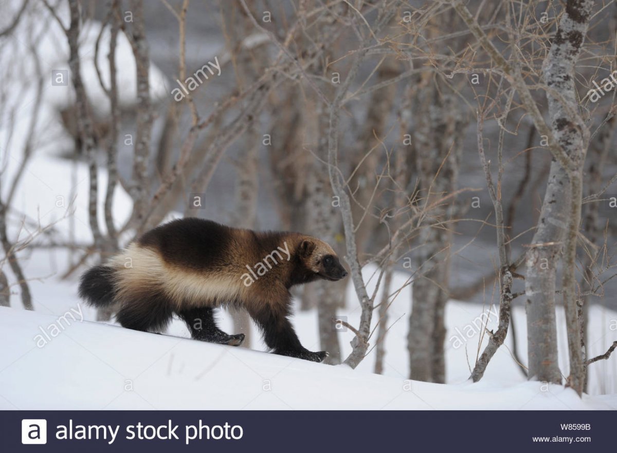 Зверь Росомаха в сибирской тайге