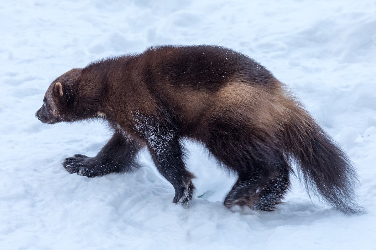 Пушные звери России