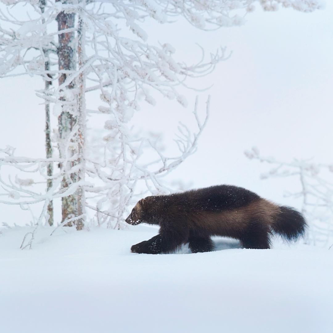 Росомаха животное и человек