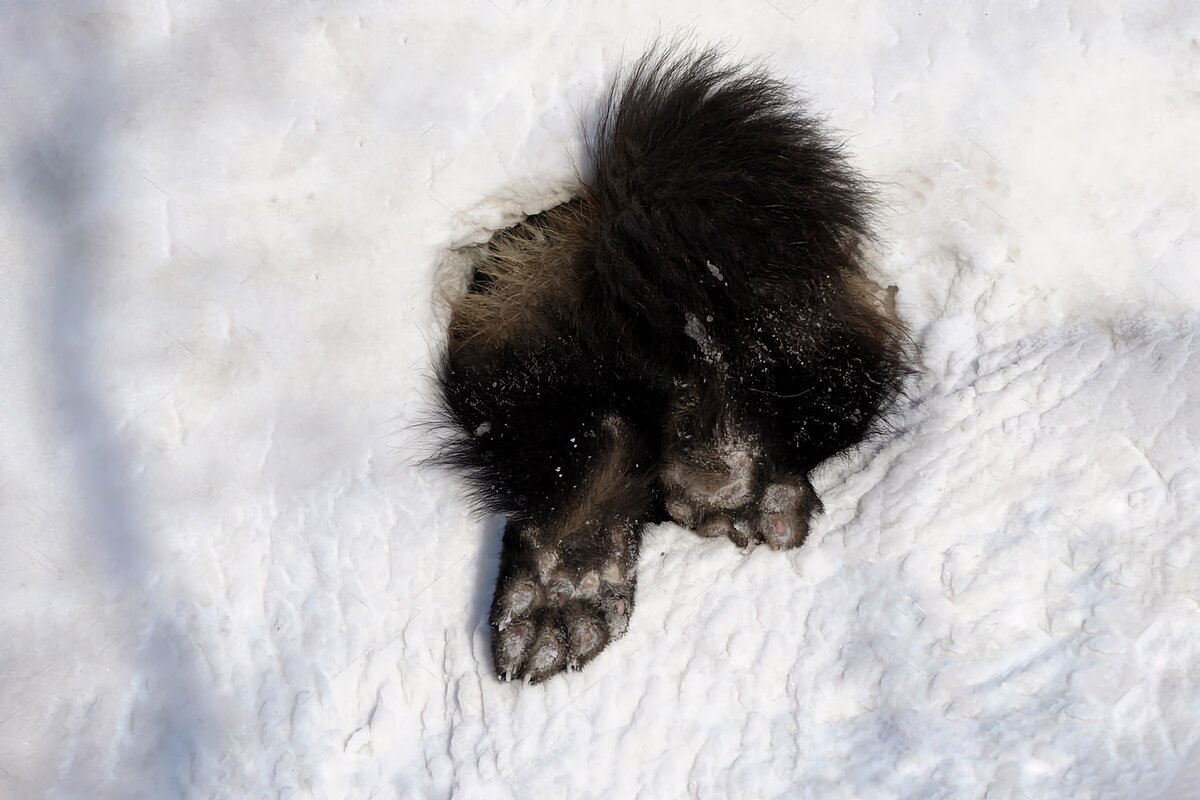 Художник Луис Агассиз Фуэртес (