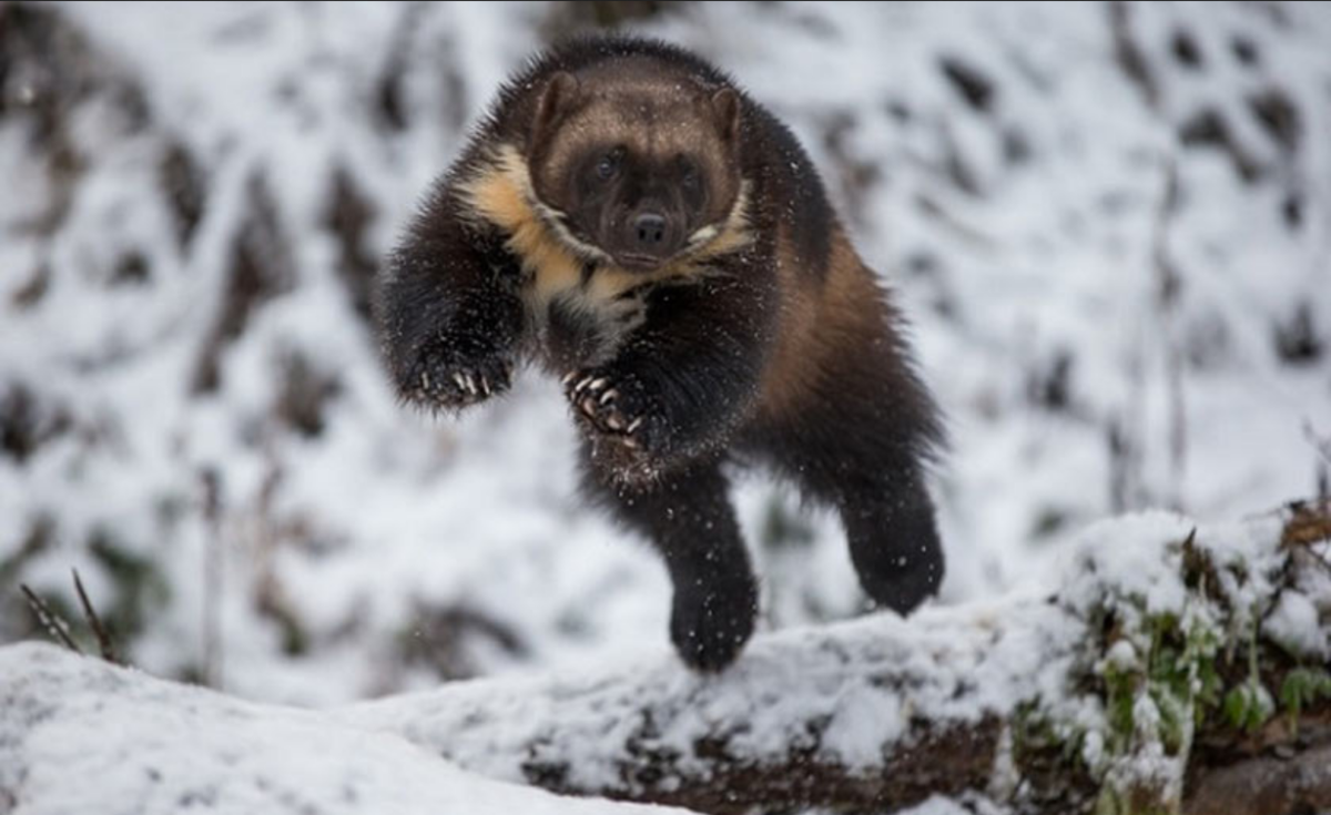 Восточно Сибирская Росомаха
