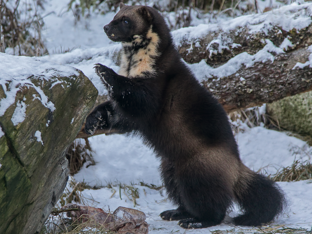 Кроноцкий заповедник Росомаха