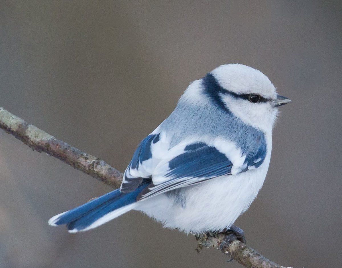 Синица референс