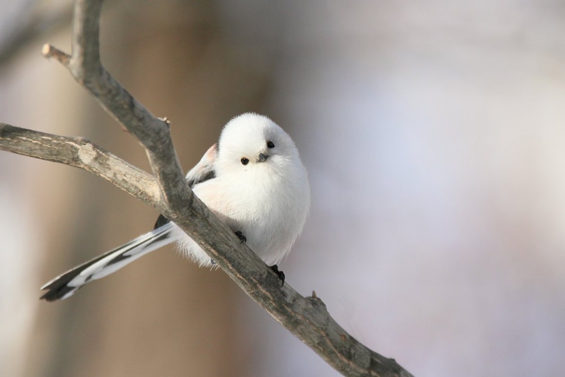 Мухоловка, Зарянка, лазоревка,