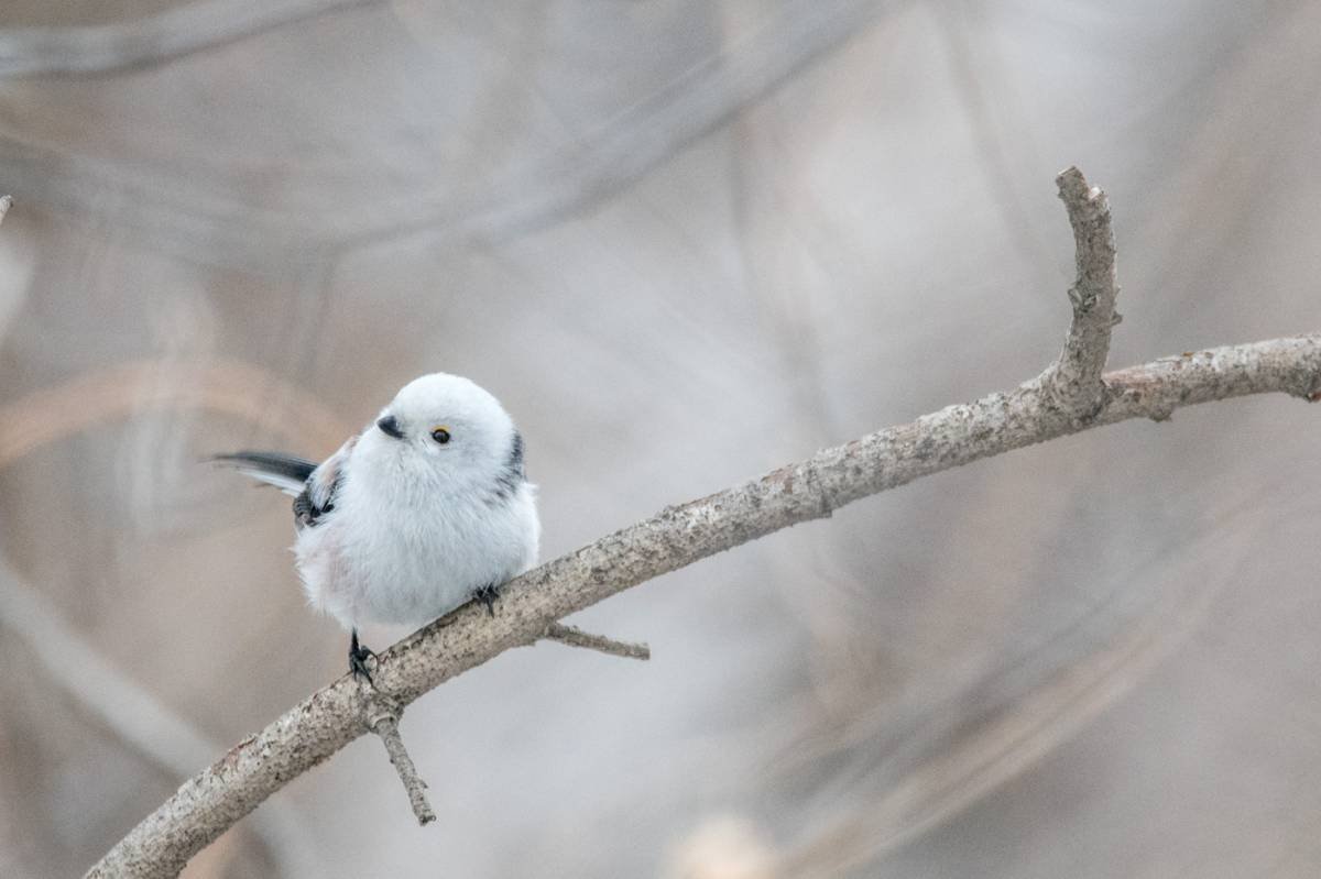 Клюв синички