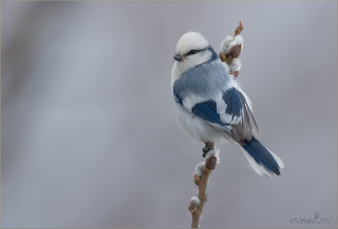 Синица белая лазоревка