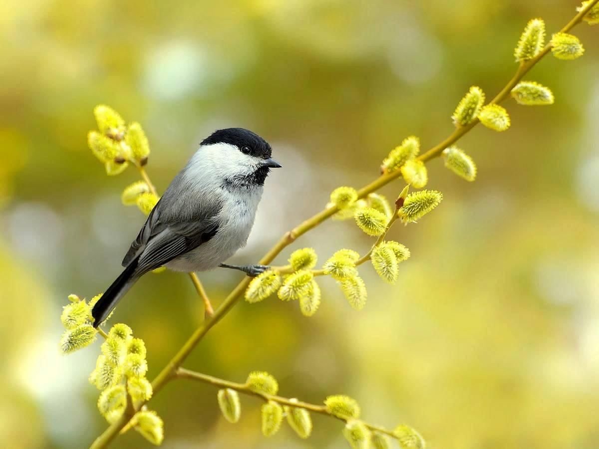Птичка буроголовая гаичка