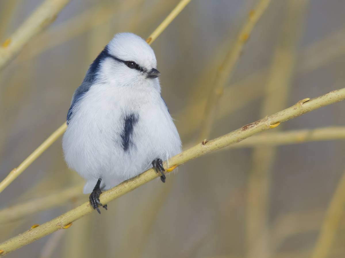 Синица Птичья чумка