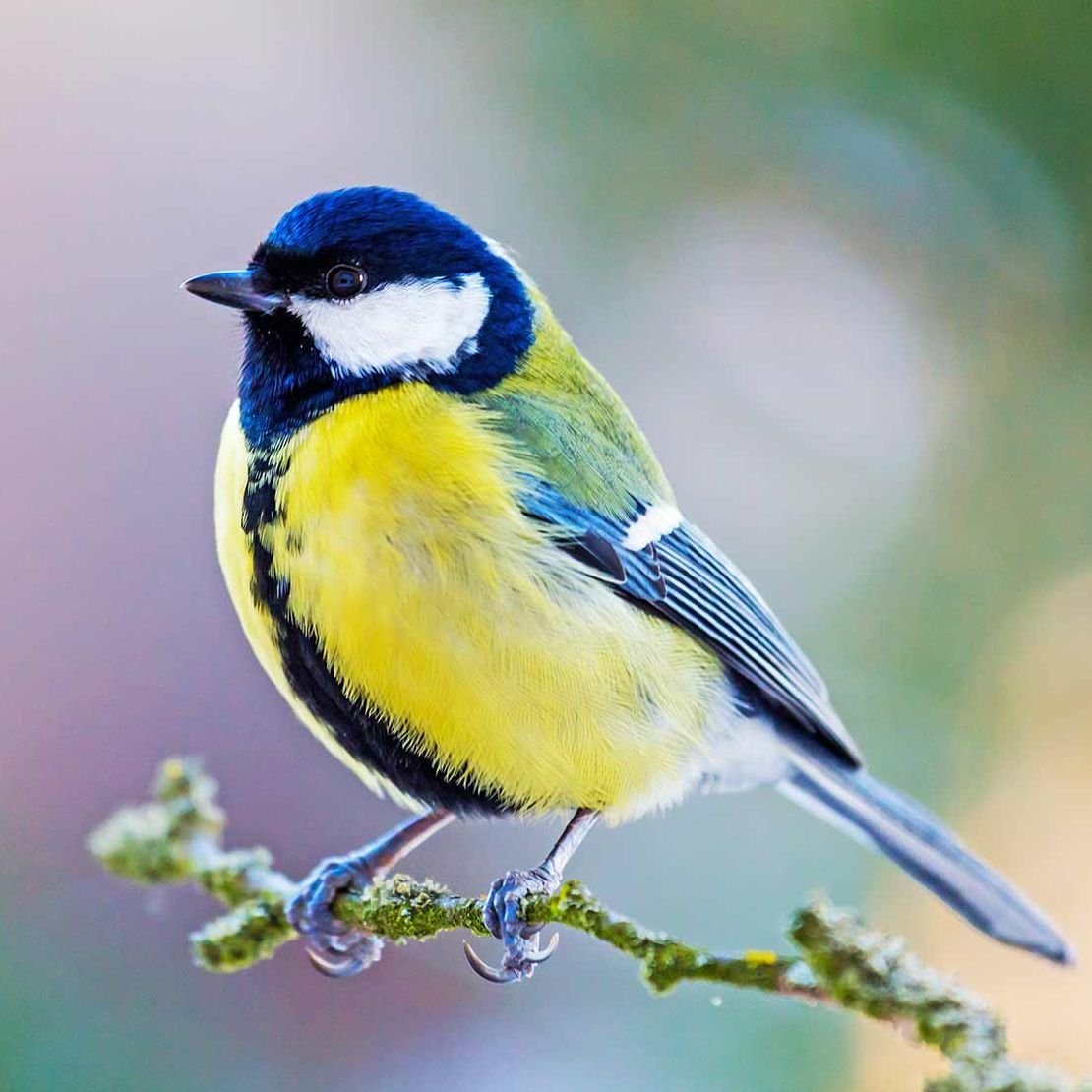 Шима-энага японская длиннохвостая синица