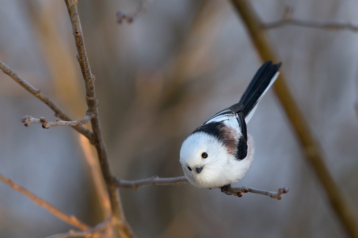 Шима-энага японская синица