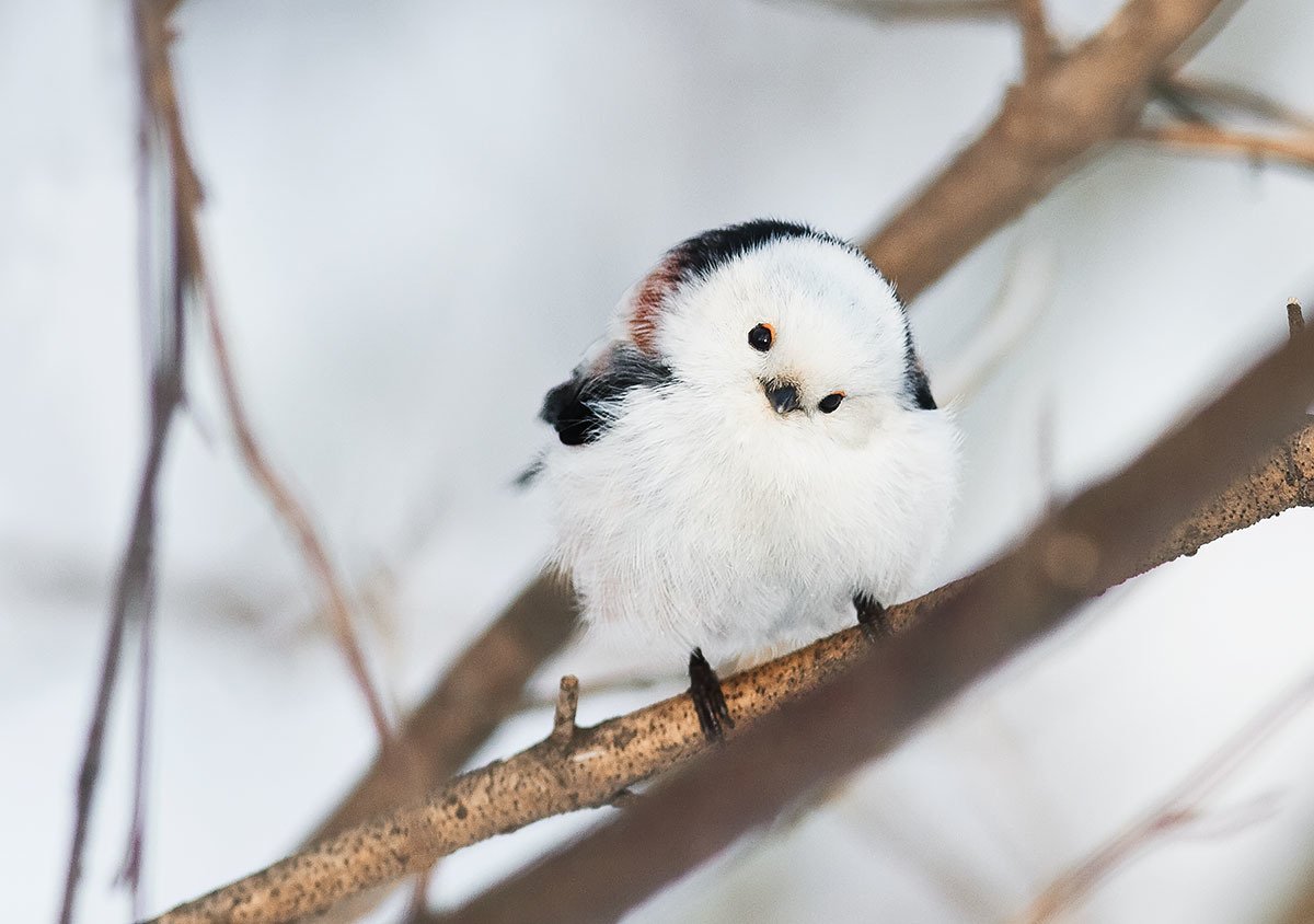 Синица гайка