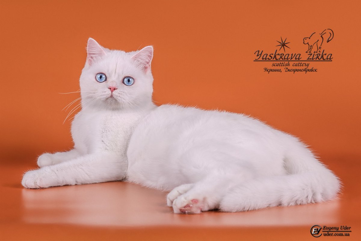 Шотландская прямоухая кошка белая