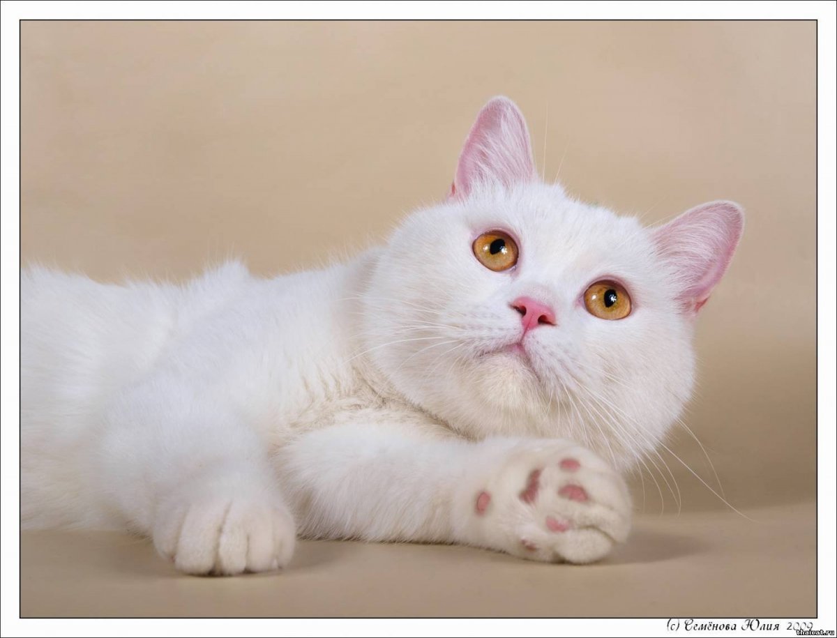 Скоттиш страйт белый