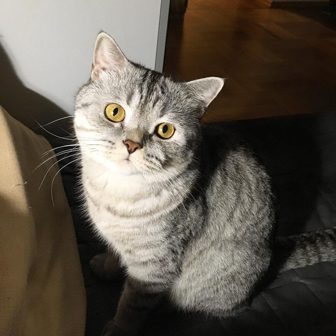 Шотландский кот прямоухий серый