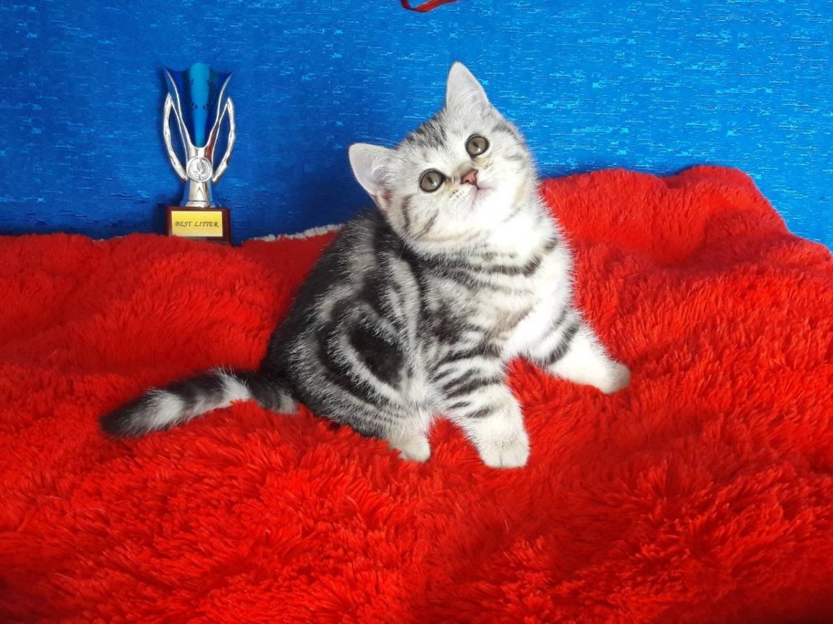 Шотландская кошка прямоухая мраморная