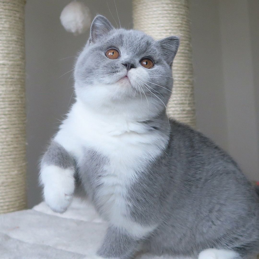 Шотландский страйт вискас