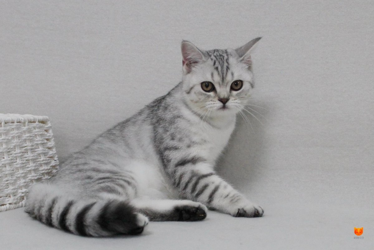 Скоттиш страйт серебристая шиншилла