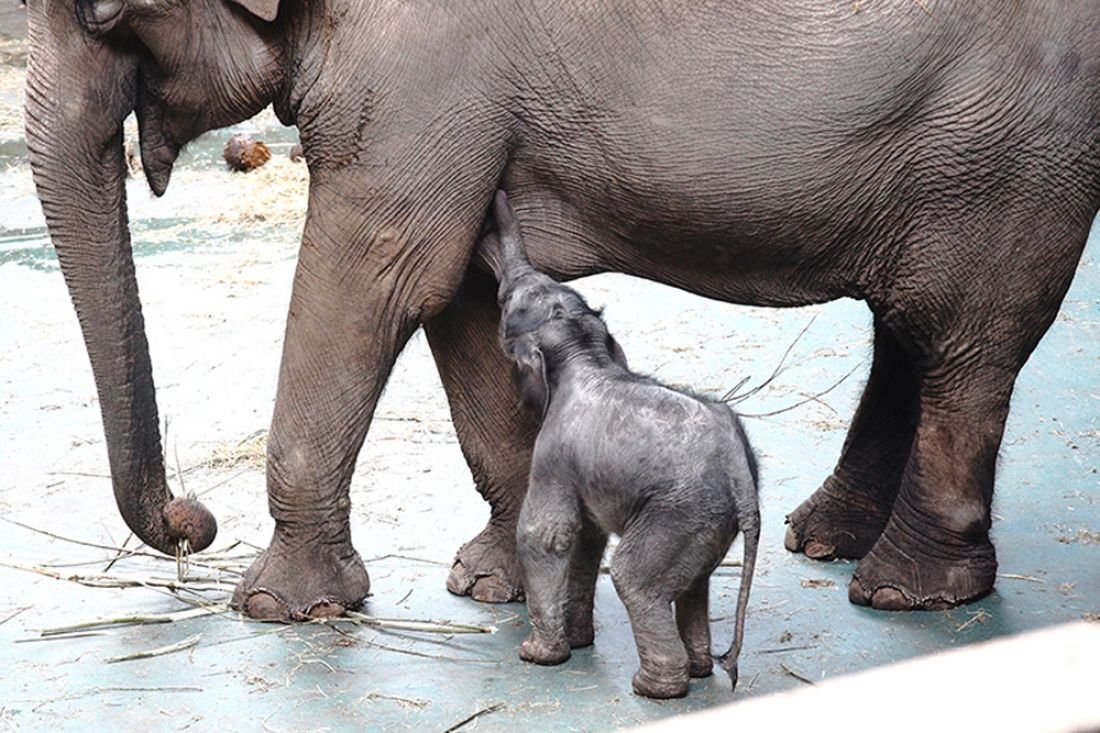 Самка слона