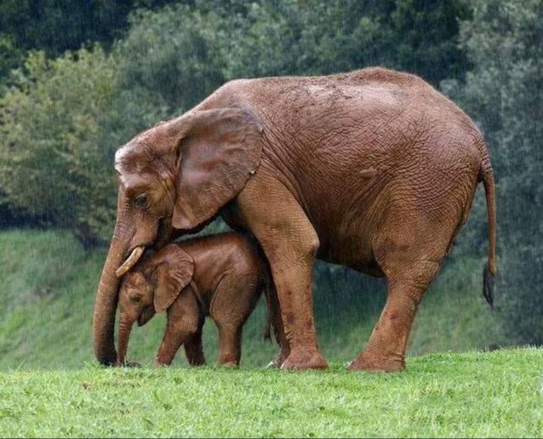 Мама слониха со слоненком