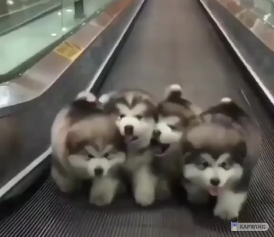 Котята и щенята приколы хаски