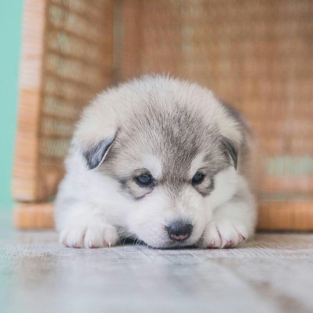 Японский маламут