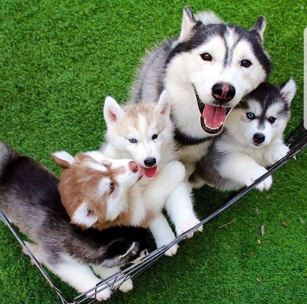 Маламут щенки пушистые толстые Аляскинский