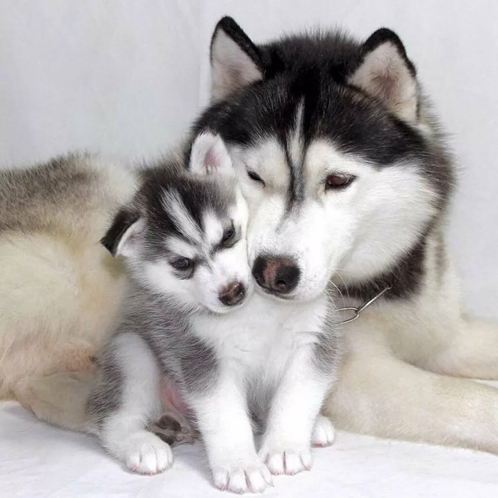 Спящие лайки