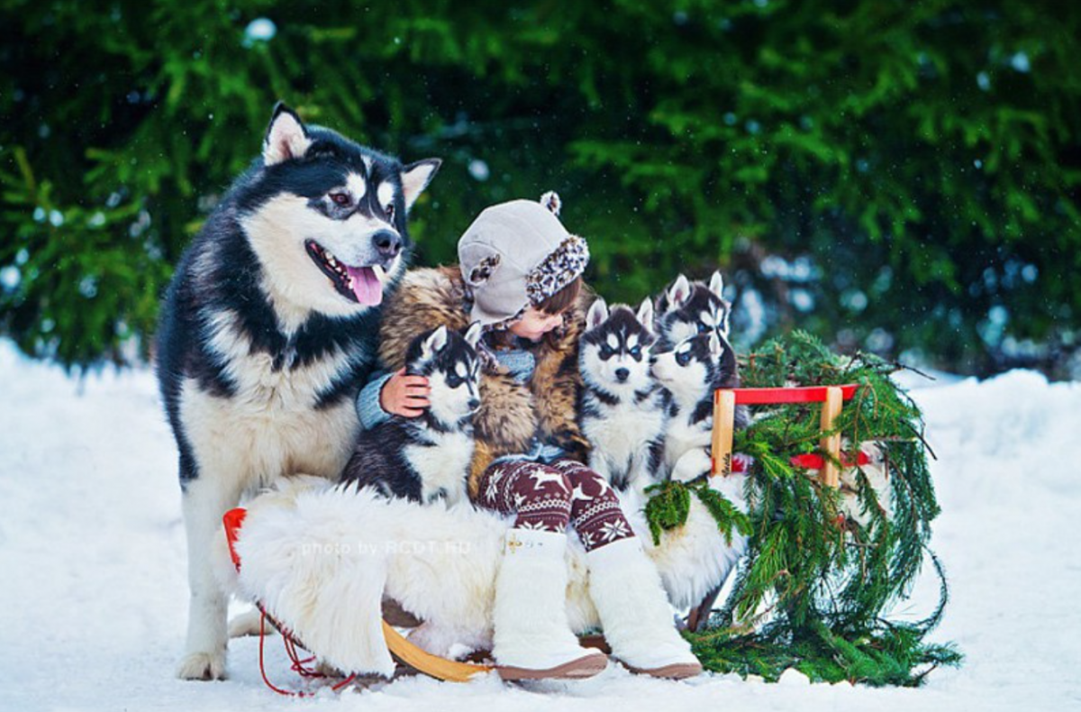 Детеныш хаски