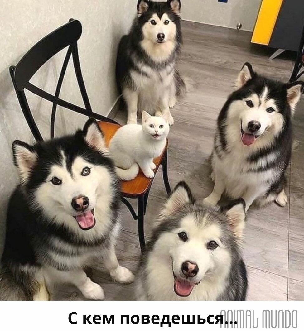 Аляскинский маламут