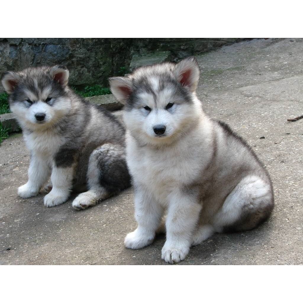 Маламут Аляскинский ги