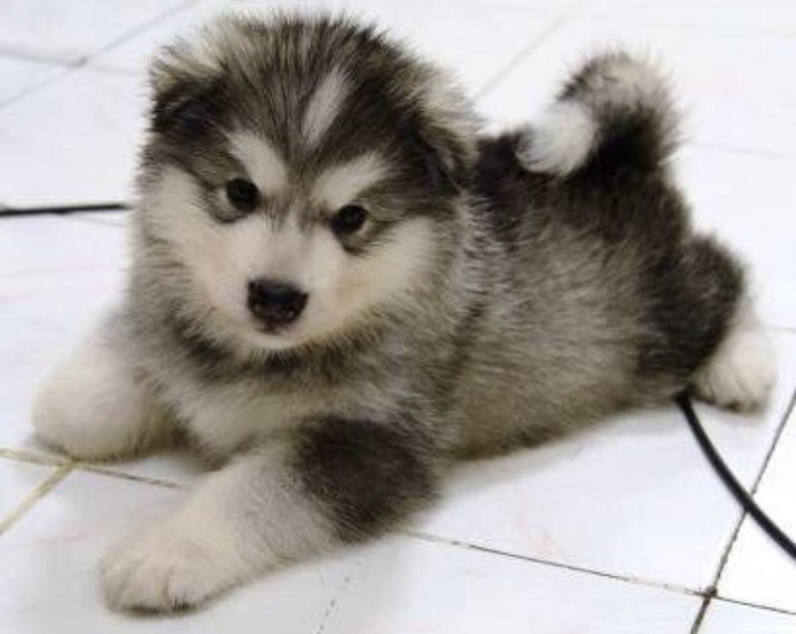 Сибирский хаски семья