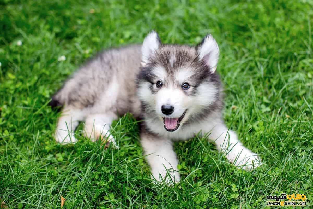 Щенки аляскинского маламута (mal Planet)