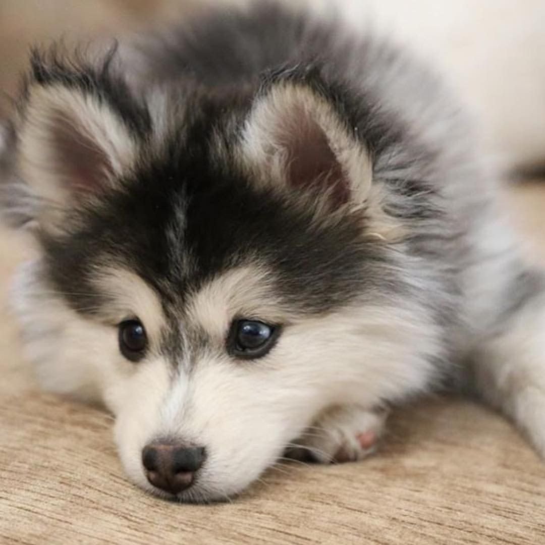 Хаски Хевен Гэлакси