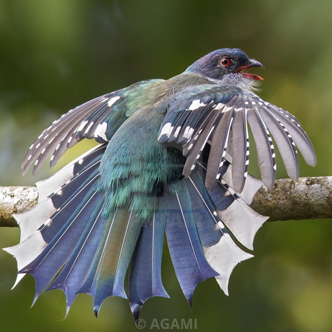 Тригоны птицы