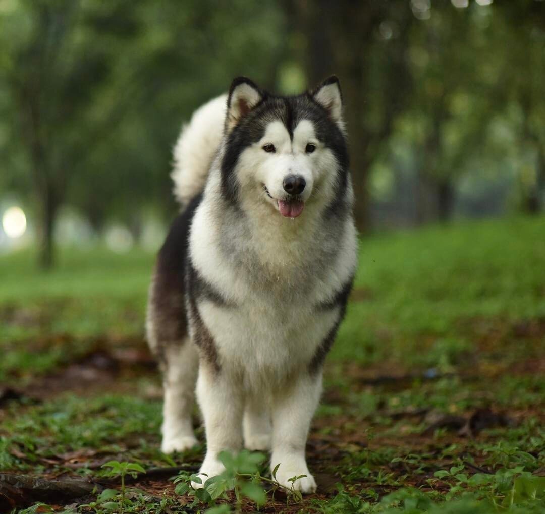 Маламут Puppies