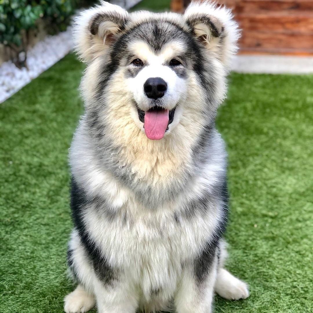 Маламут Аляскинский ги