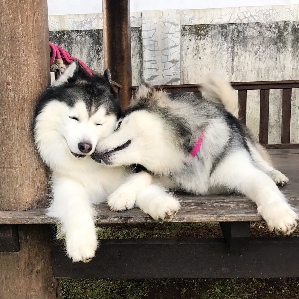 Аляскинский маламушпиц