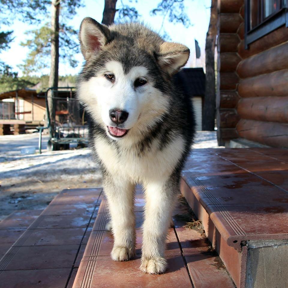 Аляскинский маламут карликовый