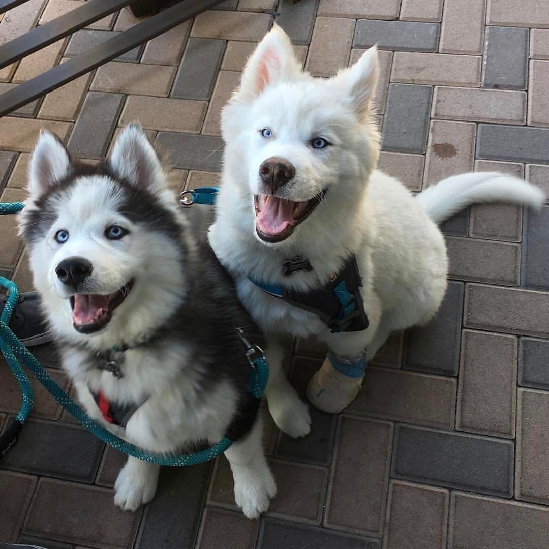 Открытки с днём рождения с хаски