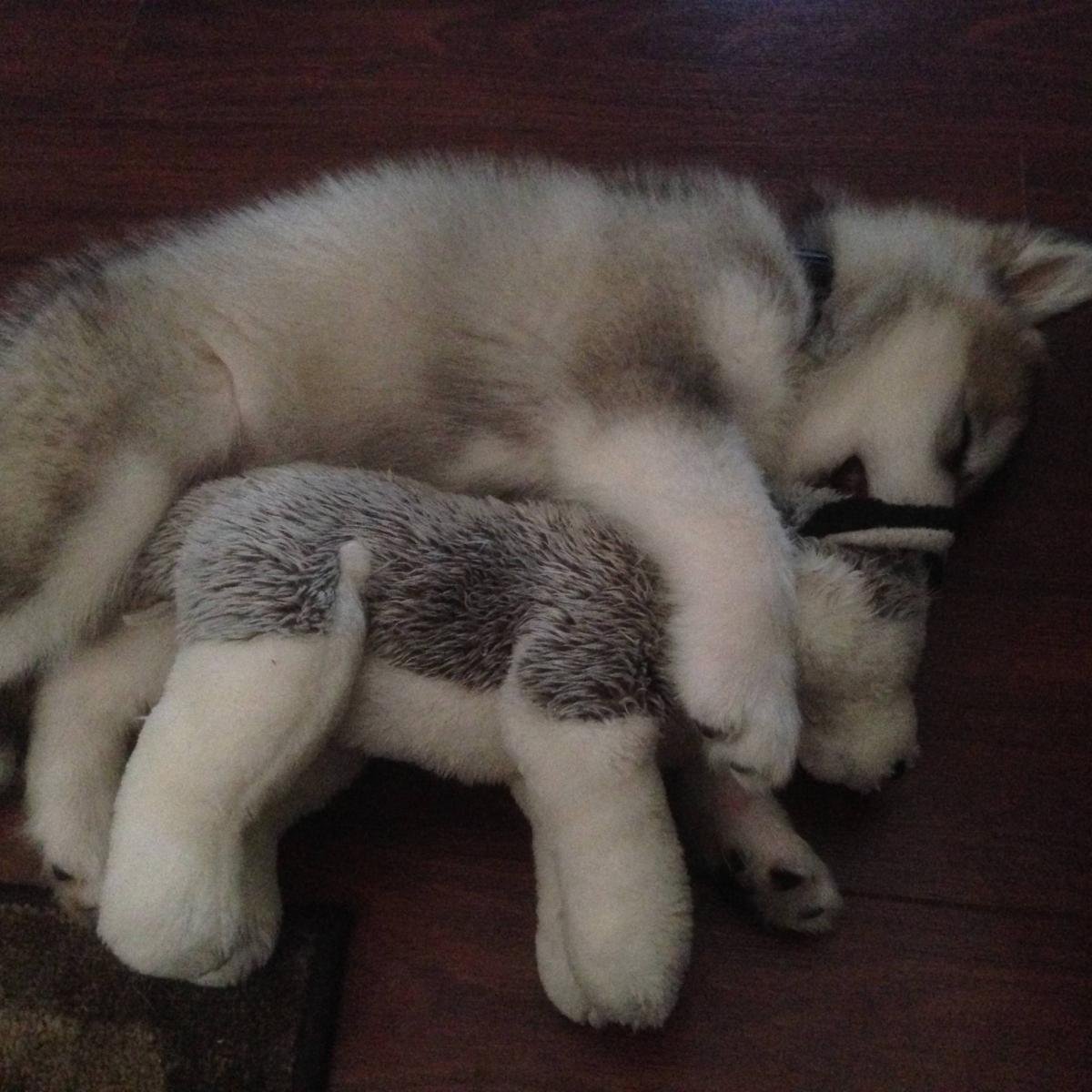 Хаски щенок Боня