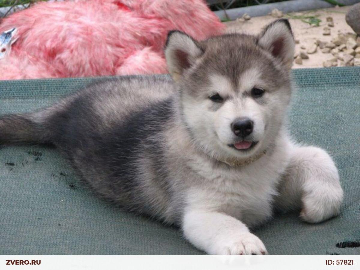 Щенки лайки маленькие