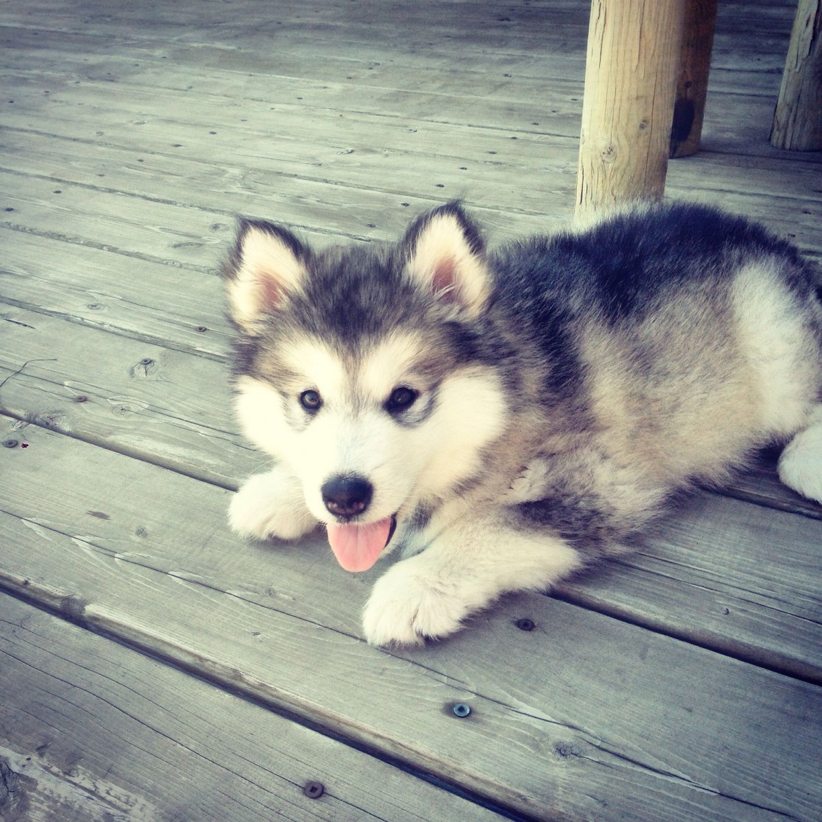 Аляскинский маламут щенок пушистый