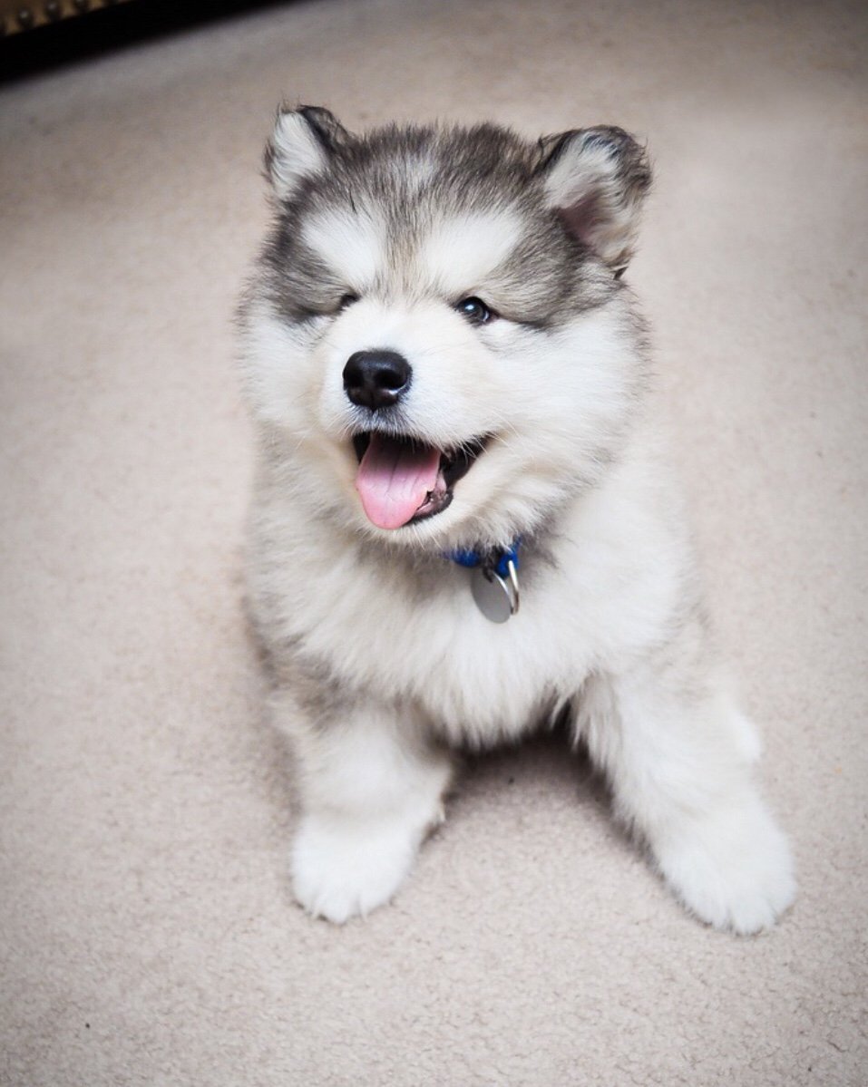 Хаски маламут щенок